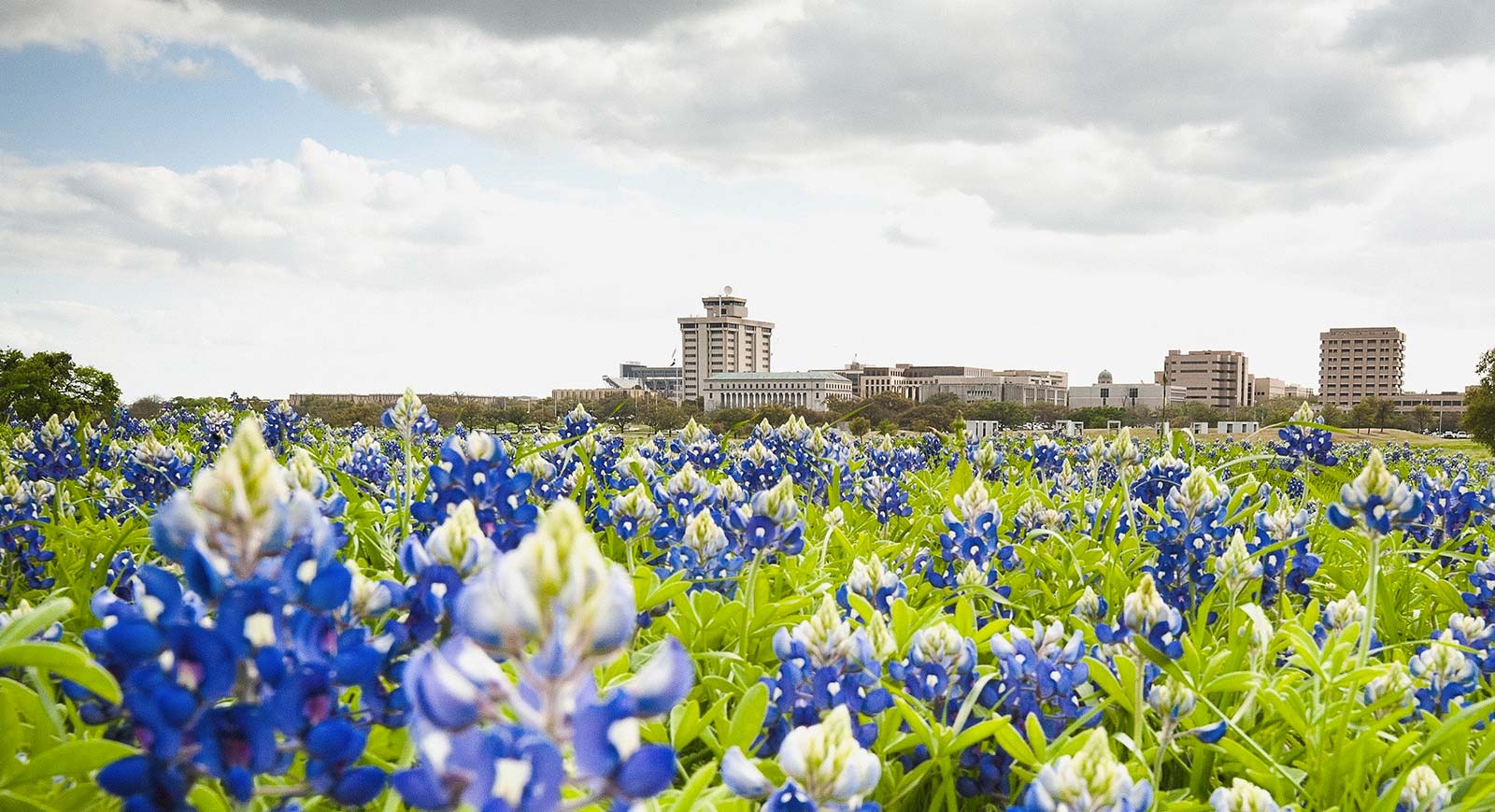 Bluebonnets near the front entrance of Texas A&M's campus